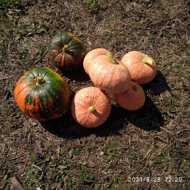 IMG_20210828_122006.jpg