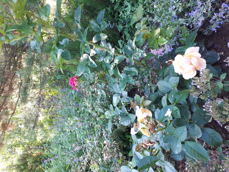 20210828_140643.jpg