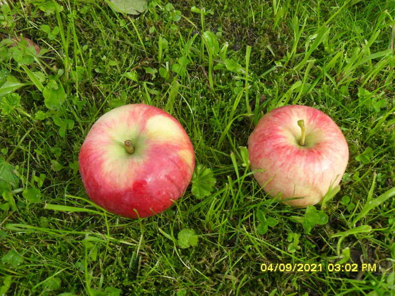 SDC16681-min.JPG