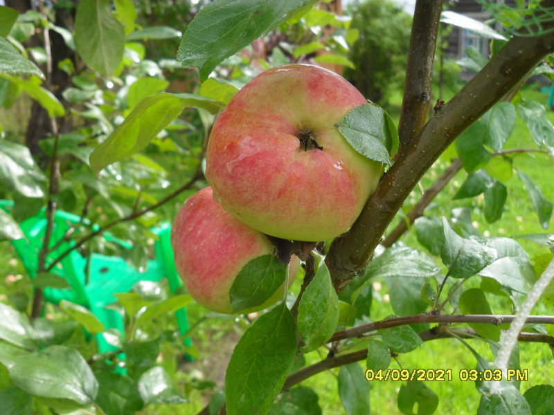 SDC16685-min.JPG