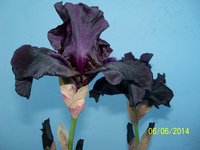100_4169.JPG
