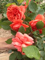 IMG_0733.JPG