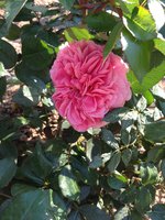 IMG_0728.JPG