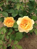 IMG_0735.JPG