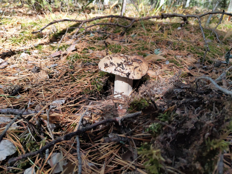 P10911-114440.jpg