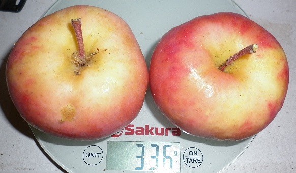 сорт колонна антоциановая Maipole (McIntosh Wijcik × Baskatong) 1.jpeg