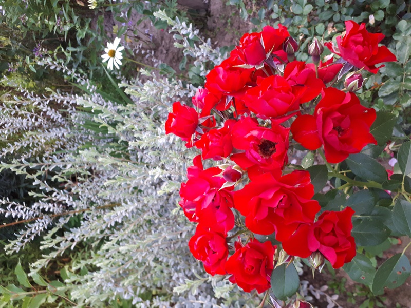 BLACK FOREST ROSE 1.jpg