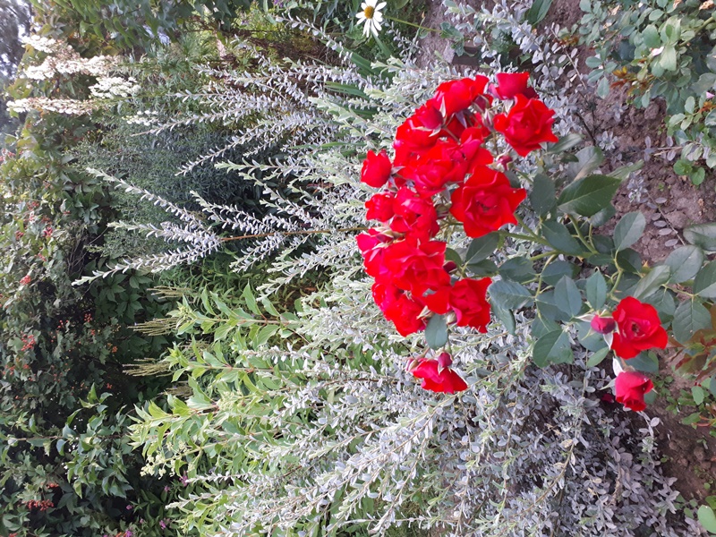 BLACK FOREST ROSE.jpg