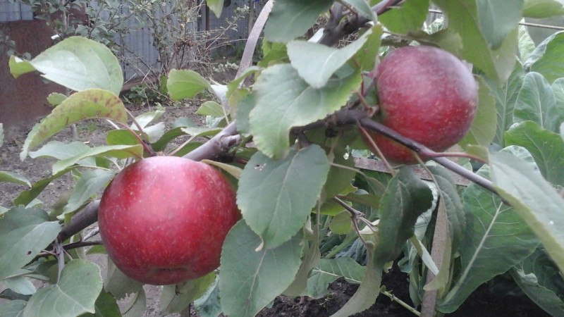 20210912 коваленковское.jpg
