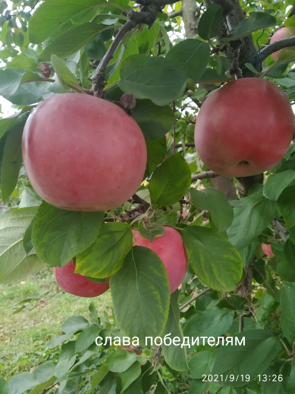 IMG_20210919_132655.jpg