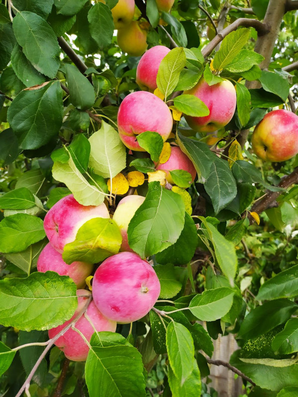 2021-09-19_Флорина.jpg