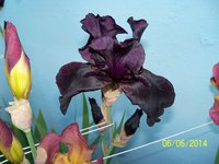 100_4172.JPG