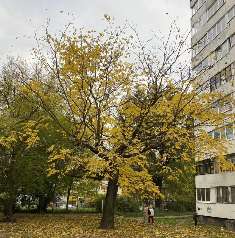 маньчжурский орех 28.09.2021_2.jpg