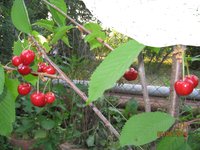 IMG_4237.JPG