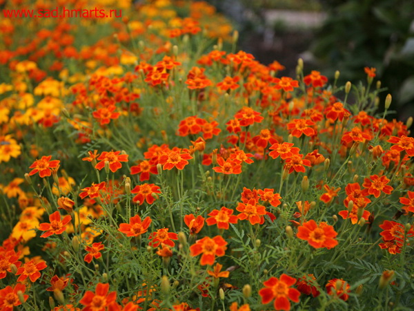 Бархатцы тонколистные (Тagetes tenuifolia Cm.).jpg