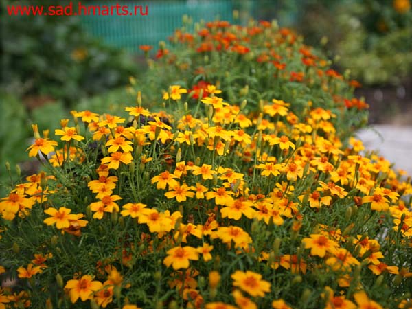 Ursula golden yellow.jpg