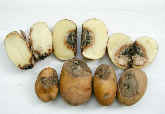 fomoz-kartofelya-na-klubne.jpg