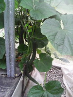 IMG_20140613_163011.jpg