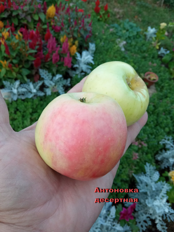 Антоновка десертная