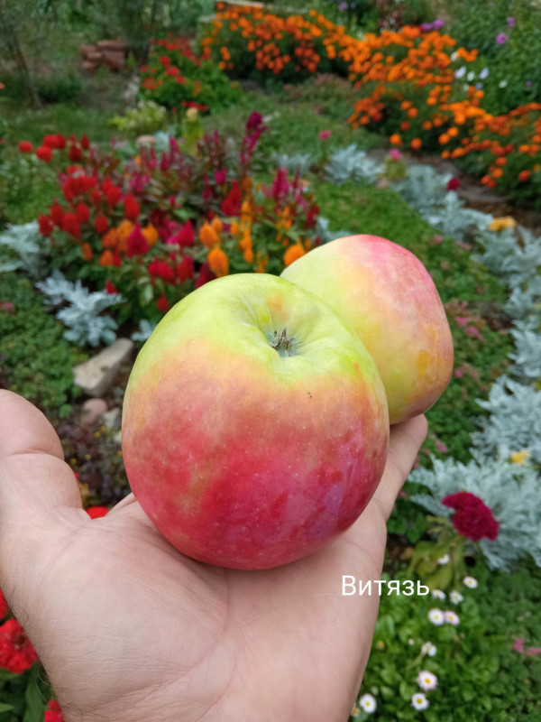 Витязь