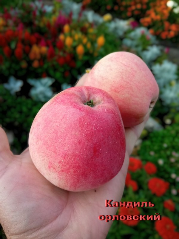 Кандиль орловский