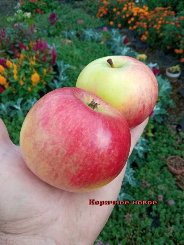 Коричное новое