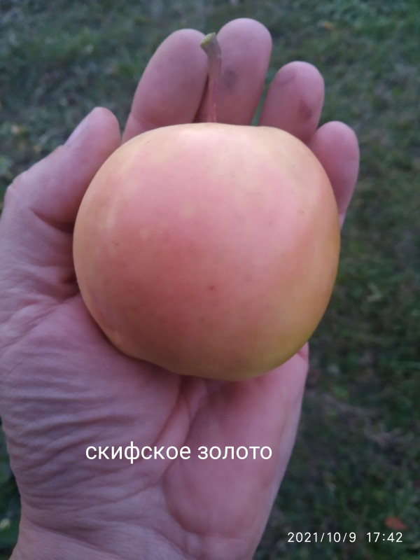 IMG_20211009_174232.jpg