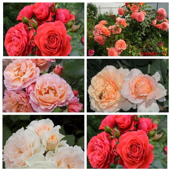 MyCollages - 2021-10-10T231829.517.jpg