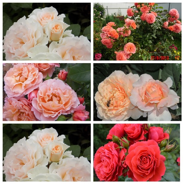 MyCollages - 2021-10-10T234024.206.jpg