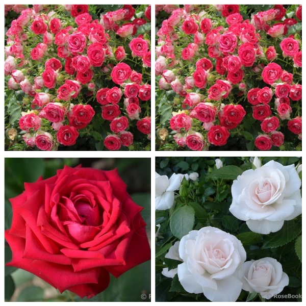 MyCollages - 2021-10-11T190222.331.jpg