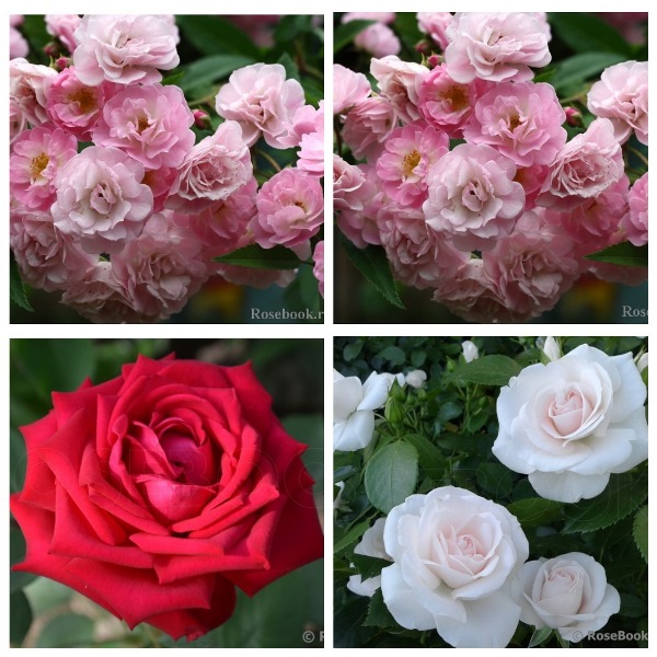 MyCollages - 2021-10-11T190417.979.jpg