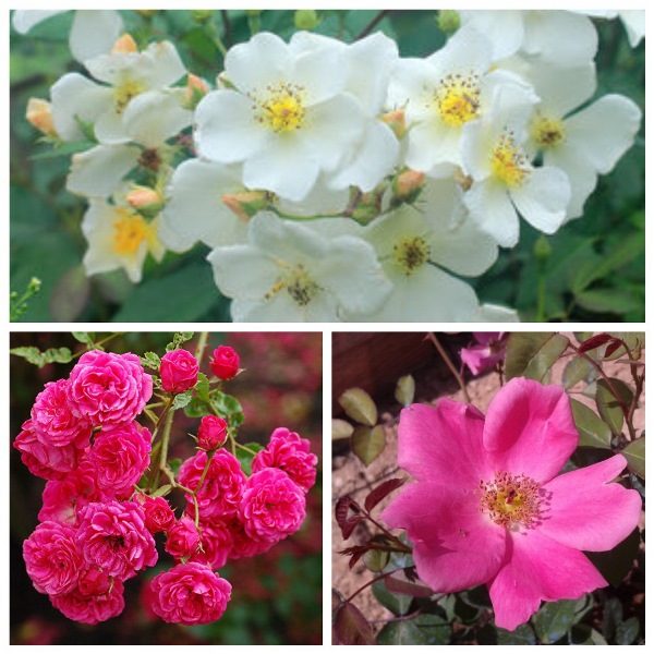 MyCollages - 2021-10-12T221724.032.jpg
