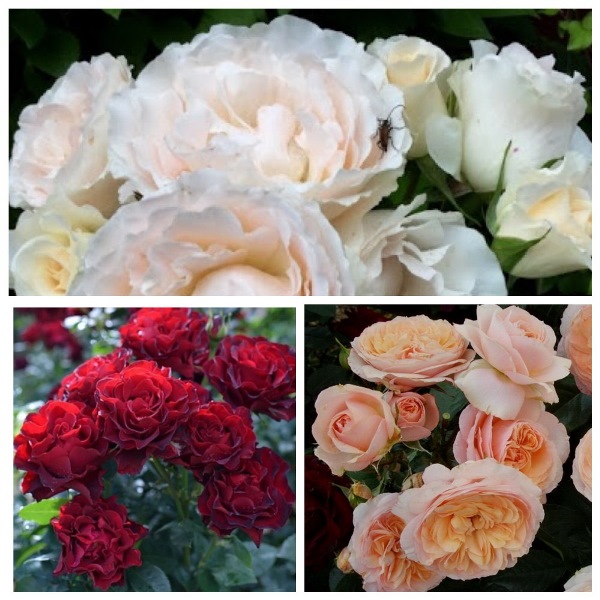MyCollages - 2021-10-14T231055.860.jpg