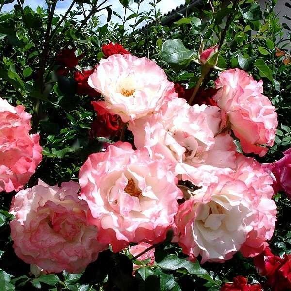 carmagnole-trandafir-floribunda-1_720x.jpg