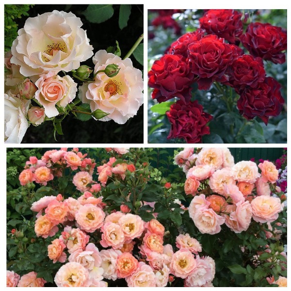 MyCollages - 2021-10-15T221709.480.jpg