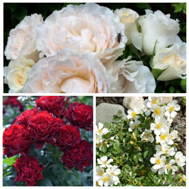 MyCollages - 2021-10-15T222402.520.jpg