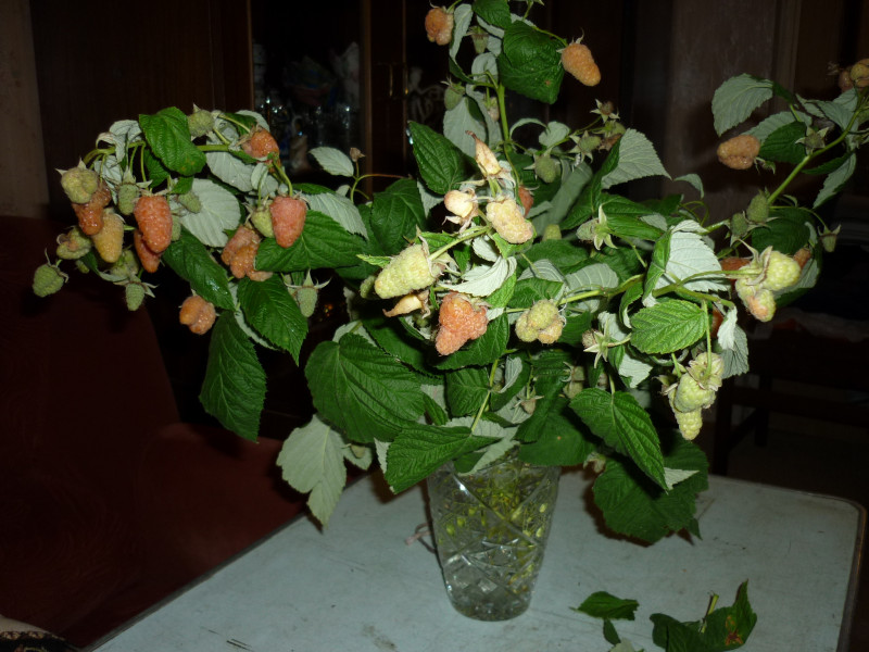 P1020059.JPG