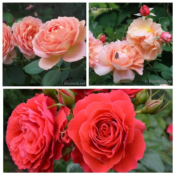 MyCollages - 2021-10-22T205759.324.jpg