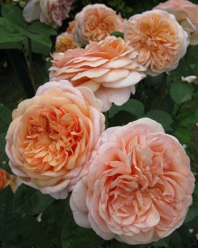 86689c67-46ec-11e0-9ec1-001617bb0d71_Rose `Leander`.jpg