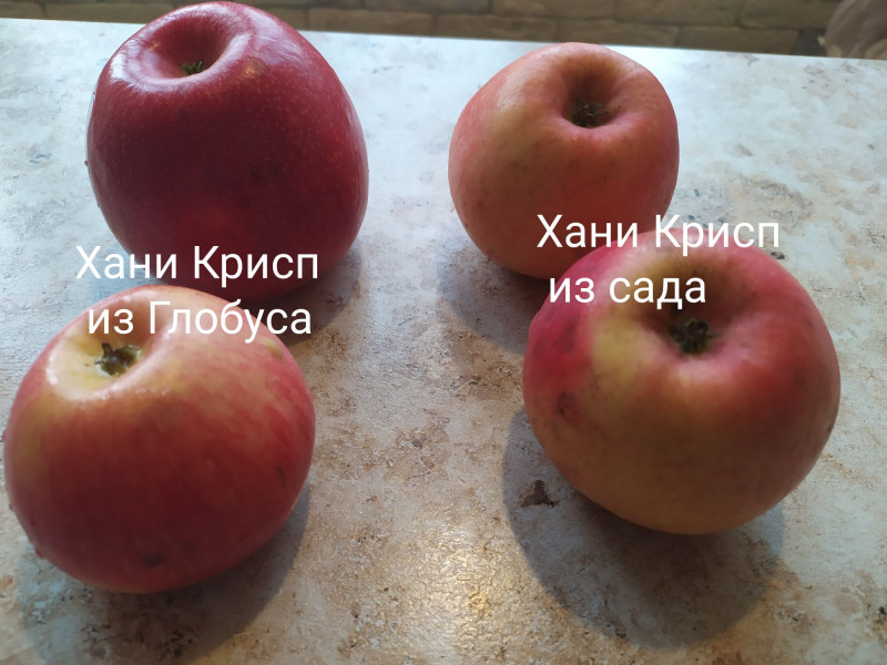IMG_20211026_161120_compress12.jpg