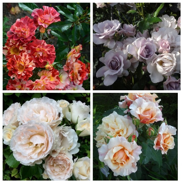 MyCollages - 2021-10-28T174415.230.jpg