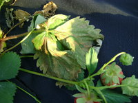 DSC00780.JPG