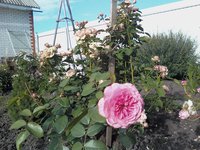 IMG2343-01.jpg