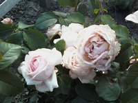 IMG2363-01.jpg
