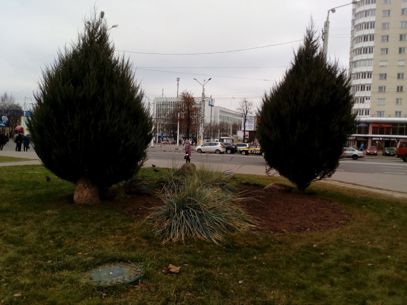 IMG_20181122_110621.jpg (415.11 КБ) 784 просмотра Можжевельник Скайрокет