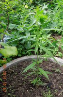 DSCN2154.JPG