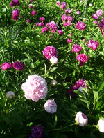 DSC06135.JPG