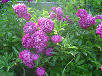 DSC06137.JPG