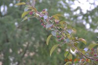 DSC_0184111.jpg